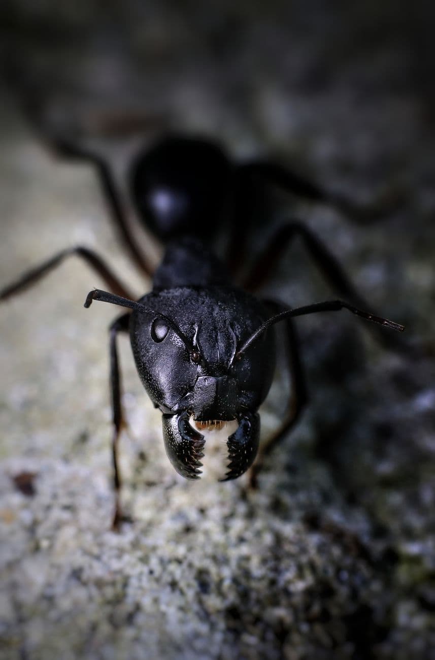 Close-up of an ant near the home — colonies usually live outside