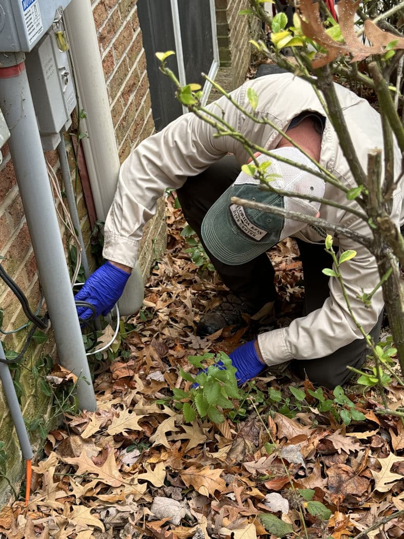 Real client property — rodent exclusion work at the foundation