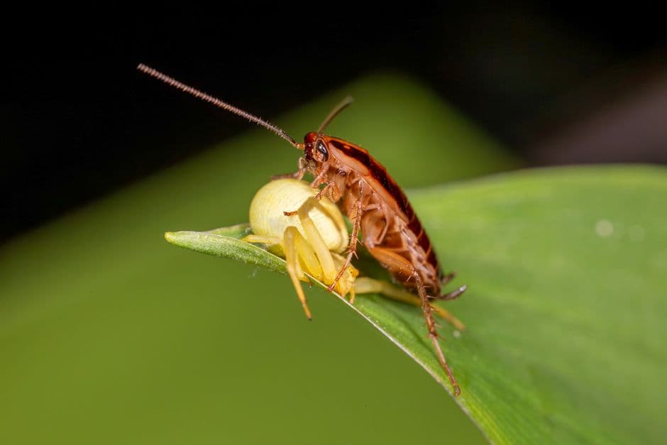 A crawling insect encountered inside a home