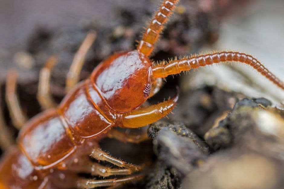 Common crawling insects homeowners encounter indoors