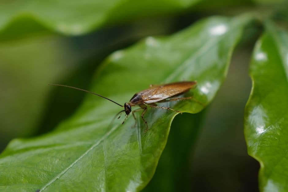 Some crawling insects require more specific, targeted treatment