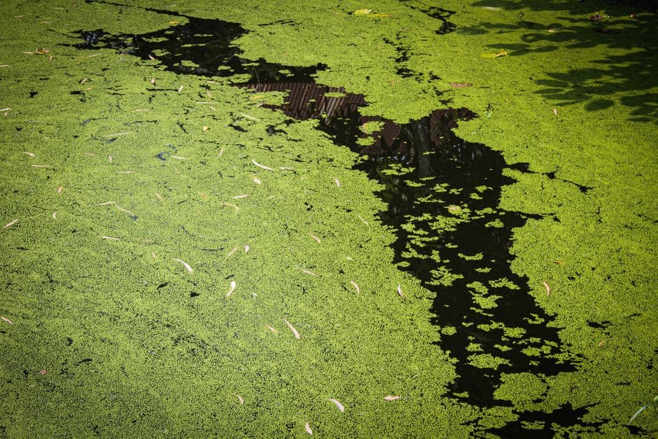 Standing water is a common mosquito breeding source in the yard
