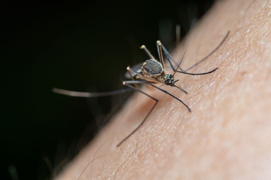 One-time mosquito sprays fail to address ongoing breeding sites