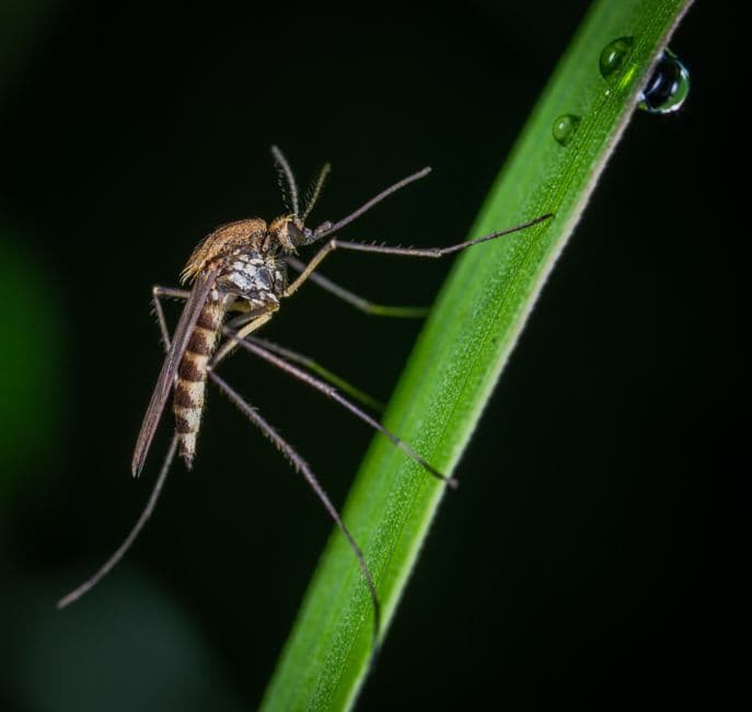 Recommended mosquito control services for the yard
