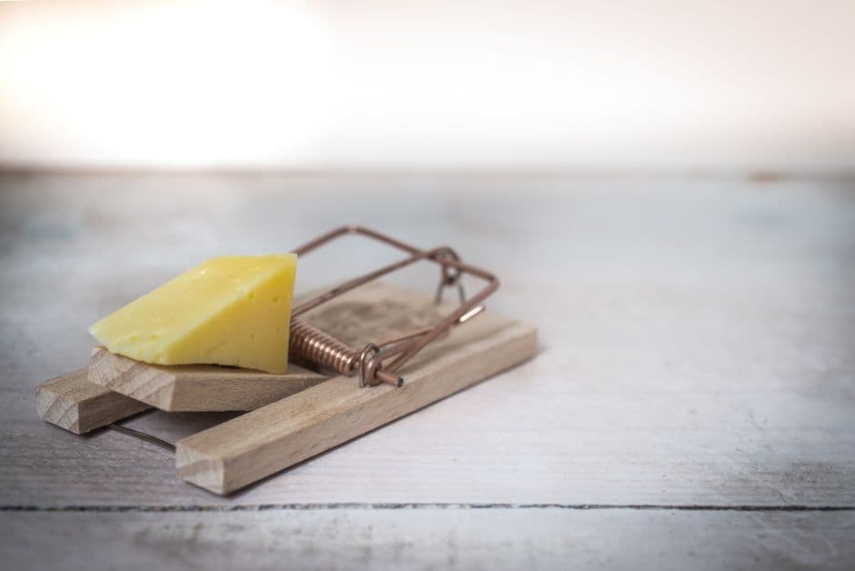 DIY traps alone rarely solve a rodent problem