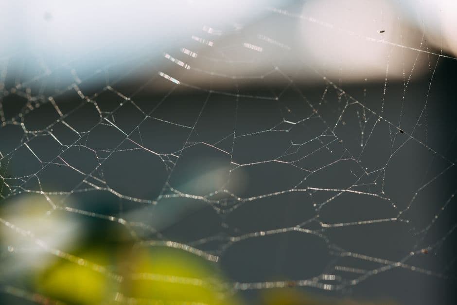 Spider control targets webbing and entry points around the home