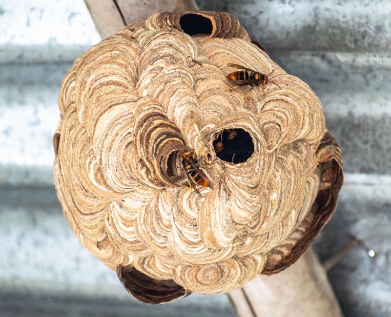 A wasp nest forming under a home's eave