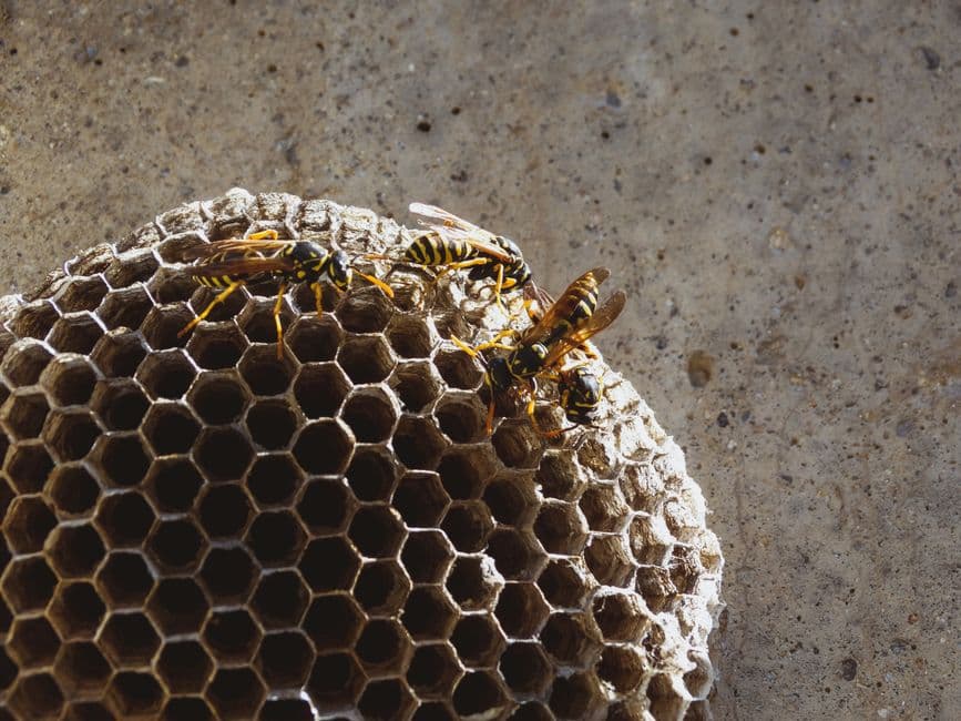 Stinging insect nests grow larger and more dangerous over time