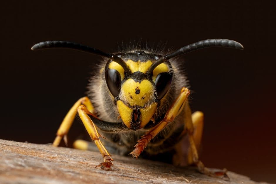 DIY removal of stinging insects is risky and often fails