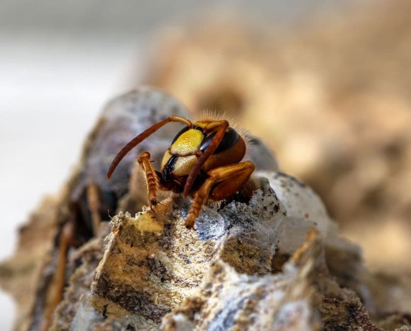 Targeted treatment for the type of stinging insect present