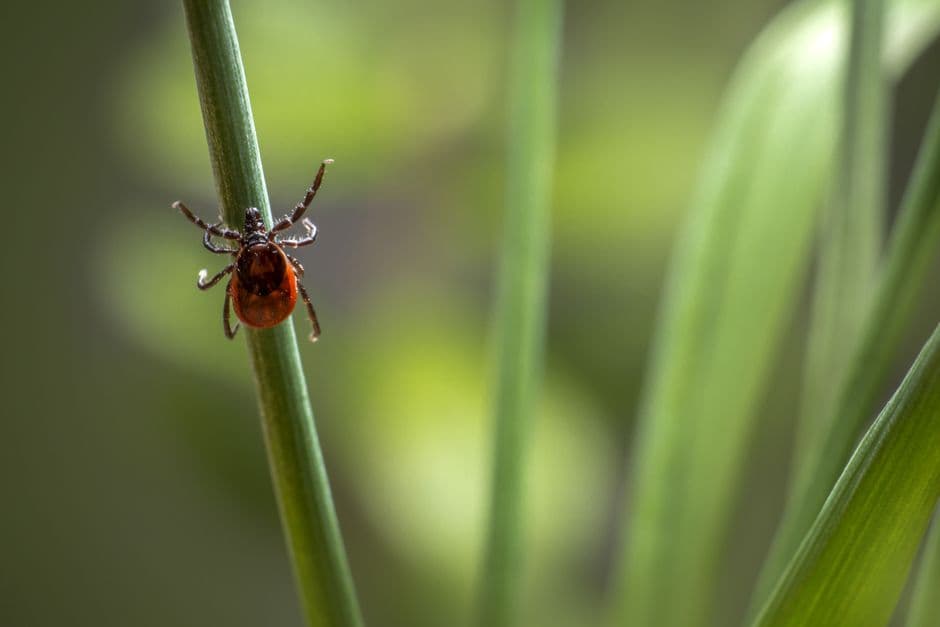 Tick habitat returns without ongoing yard treatment