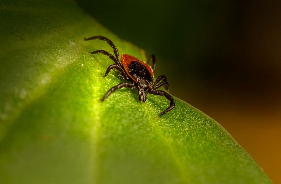 A blacklegged (deer) tick close up