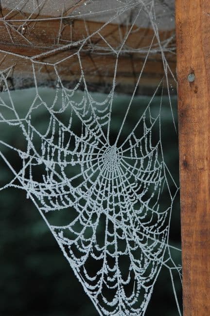 A spider web in the corner of a home