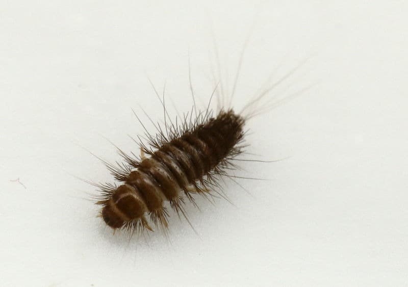 Carpet Beetle