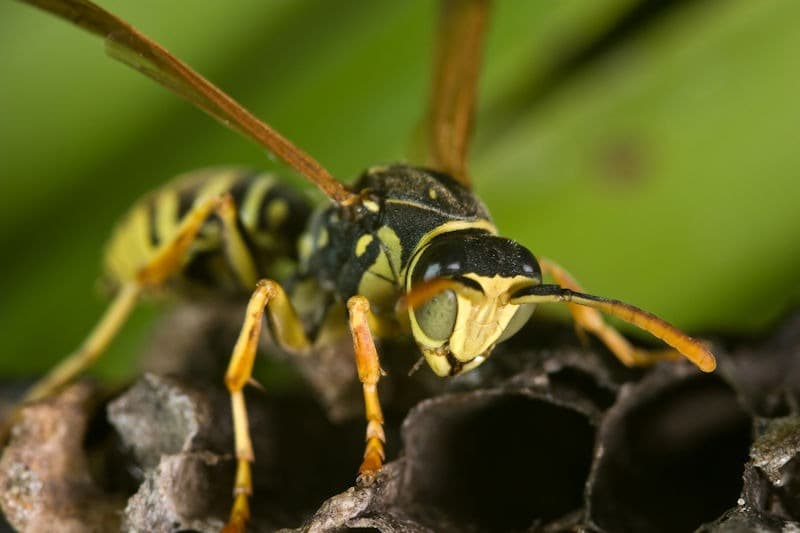 Yellow Jacket on Comb