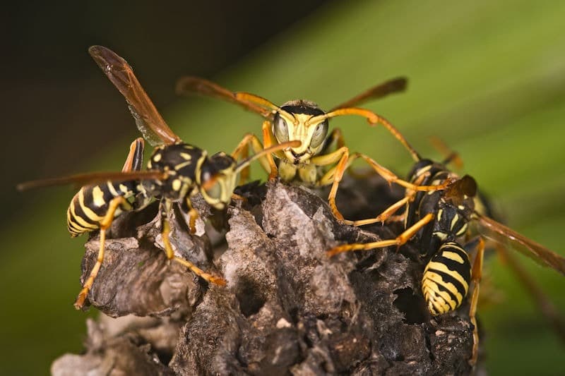 Yellow Jackets