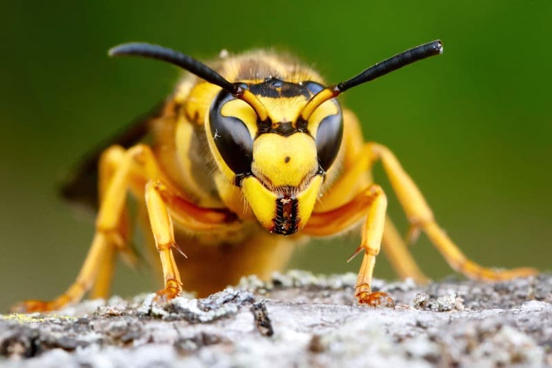 macro-shot-of-a-wasp-against-a-green-background