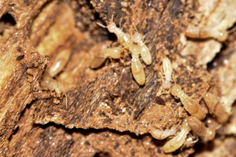 Why Termite Problems Often Go Undetected