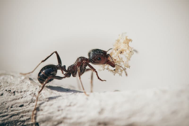 ANT CLOSE UP