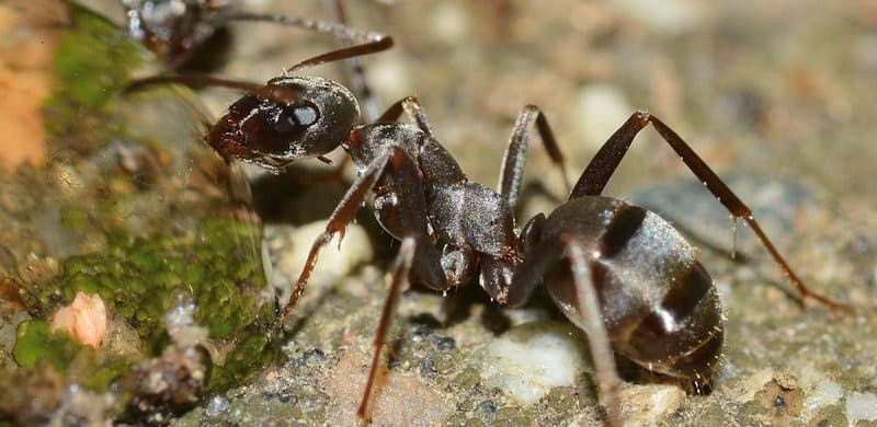 Ant drinking water