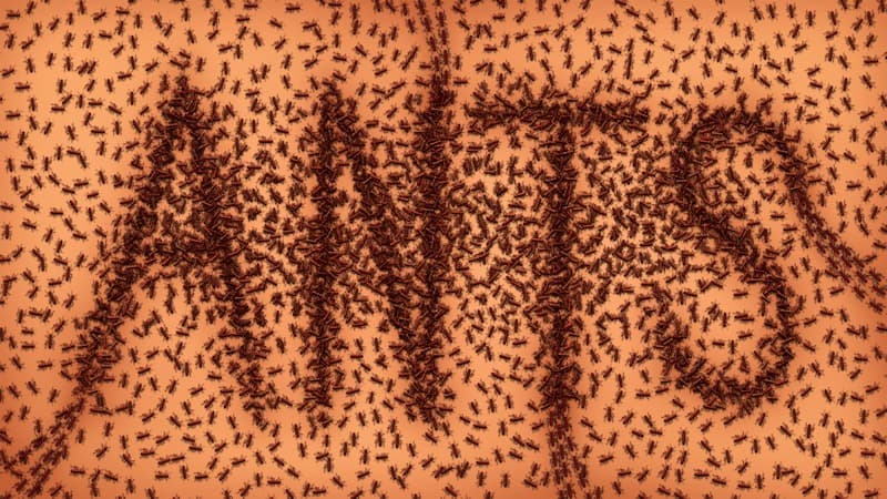 Ant infestation