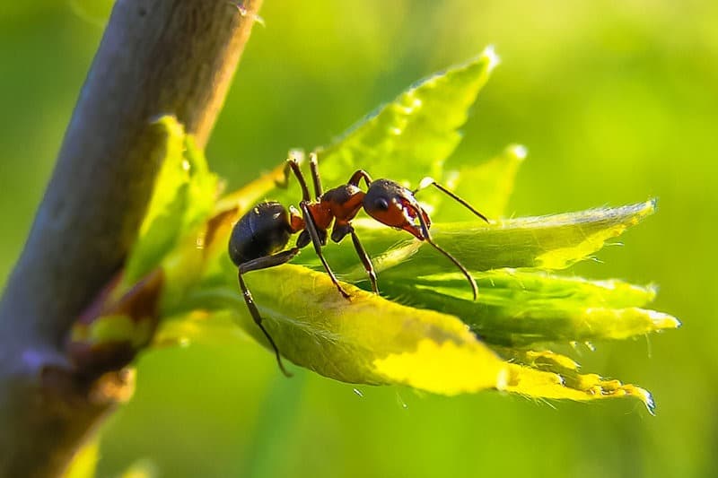 Ant on leaf