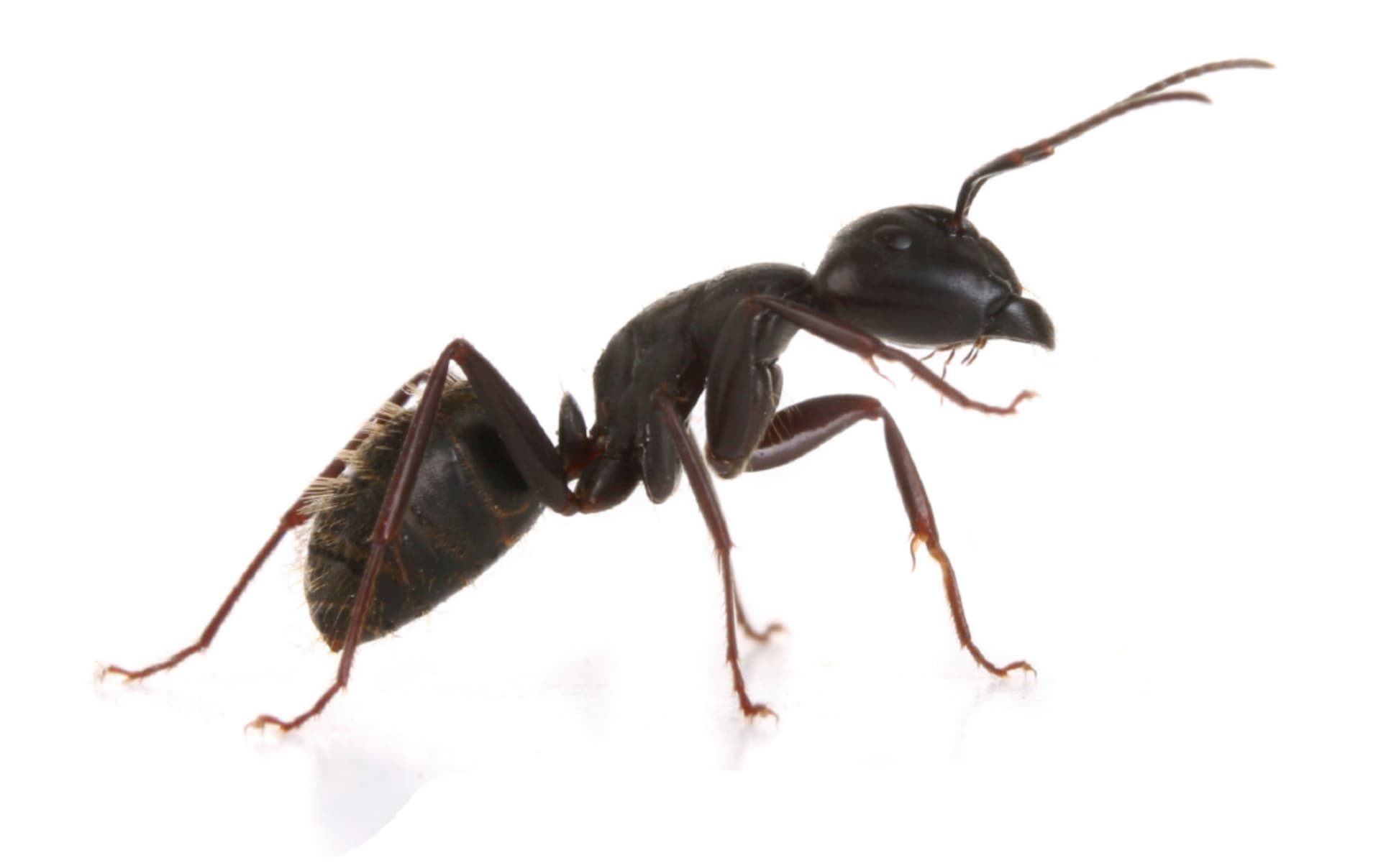 Black ant