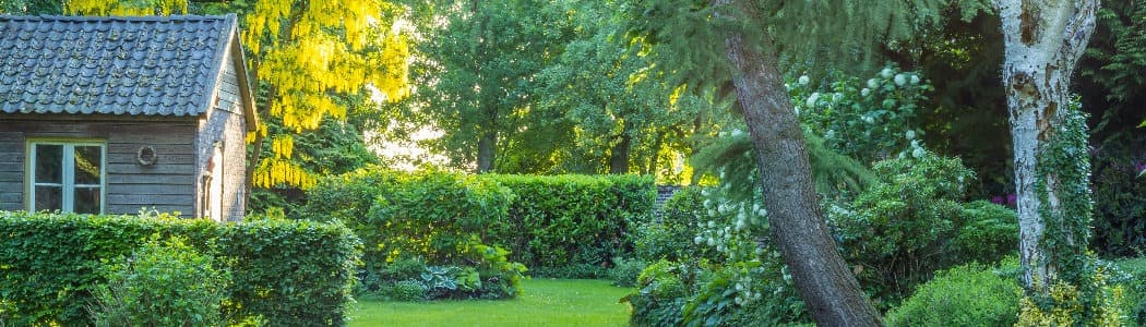 Backyard Landscape