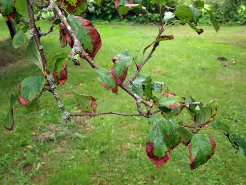 Bacterial Leaf Scorch