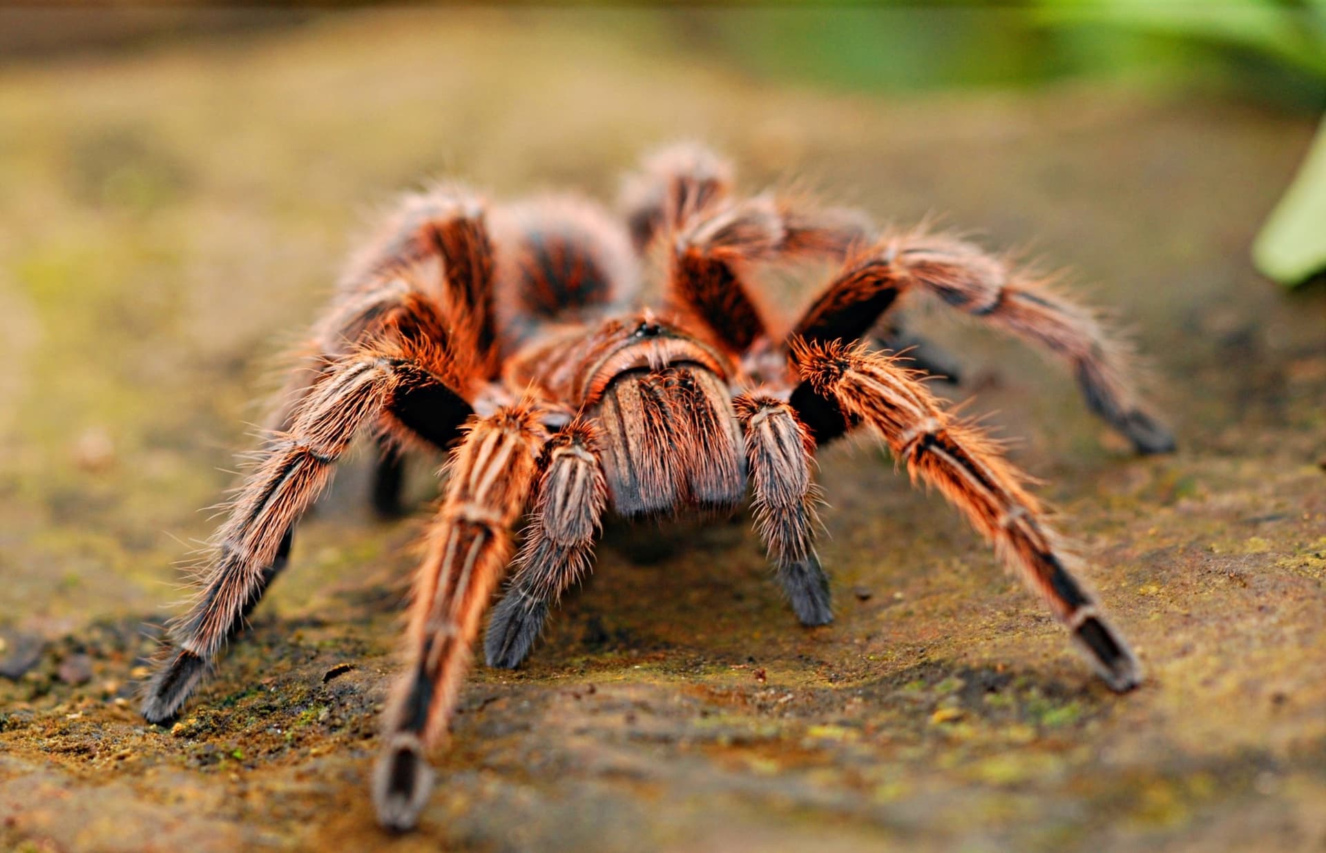 Why Killing Spiders Alone Doesn't Solve the Problem