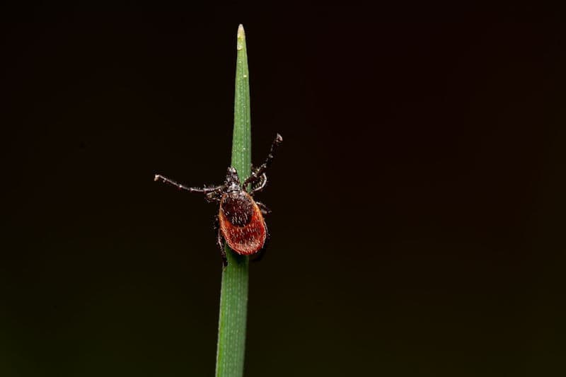 Ticks