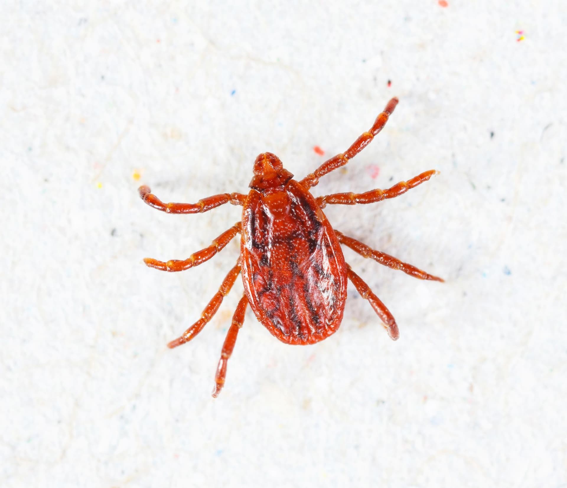 Brown Dog Tick