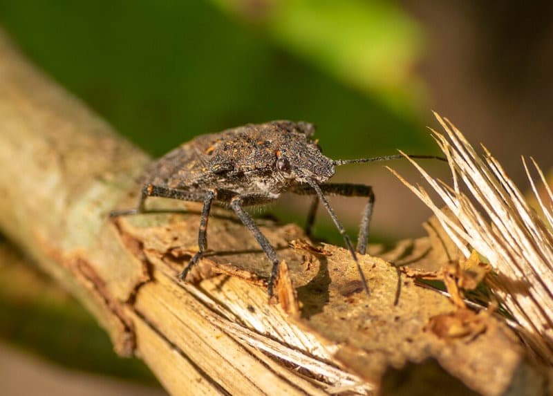 Brown Marmorated Stink Bug