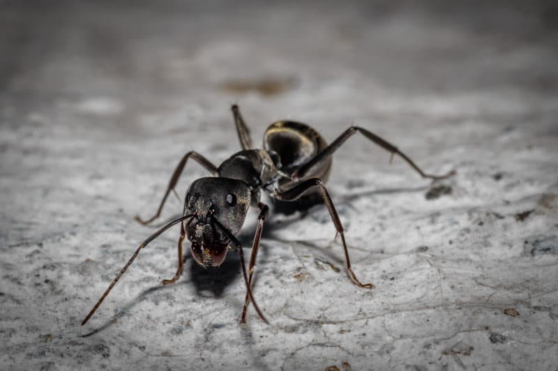 Carpenter Ant