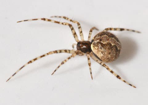 A spider web on a home exterior — most indoor spider activity follows exterior insect populations