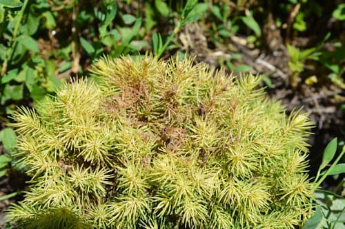 Conifer Spider Mite Damage