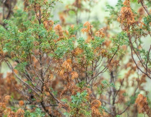Diplodia tip blight
