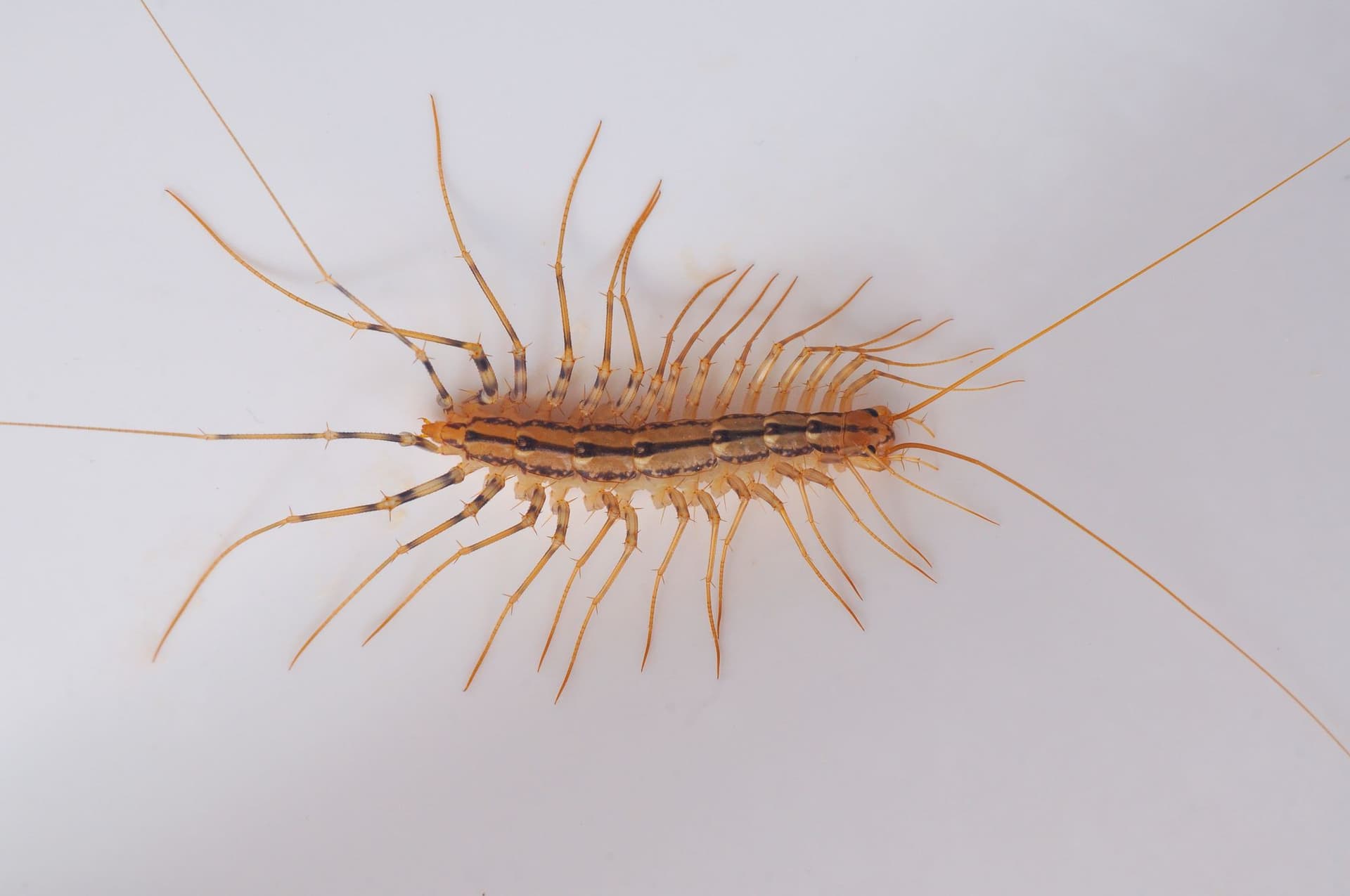 House centipede