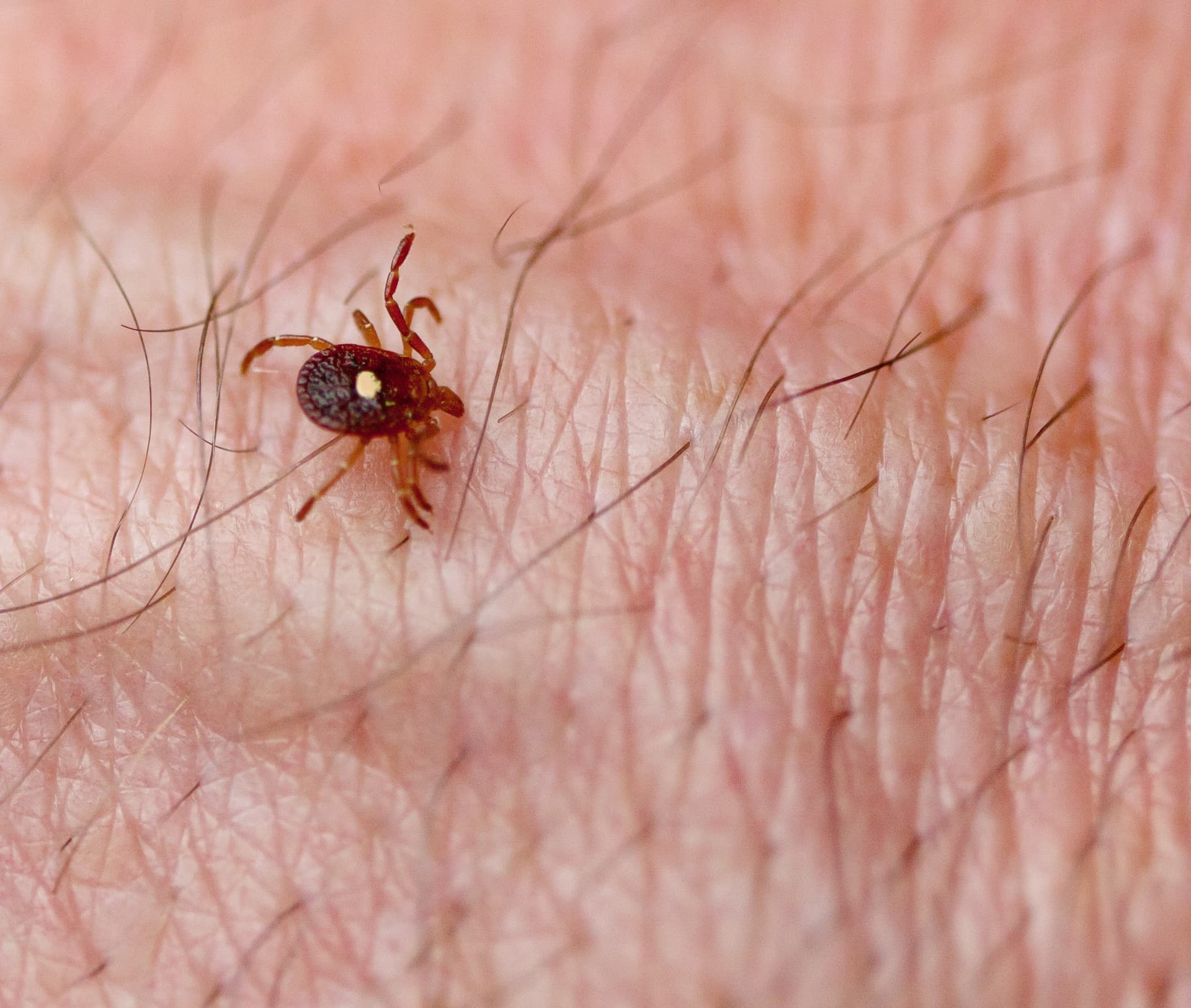 Lone Star Tick