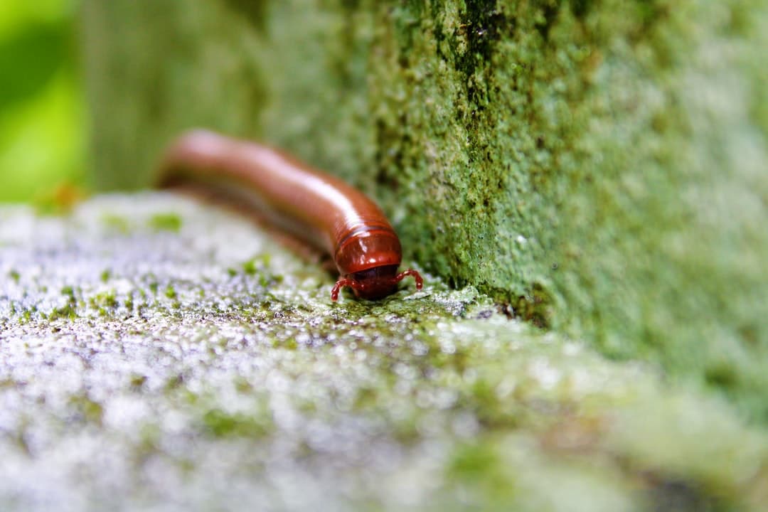 millipede