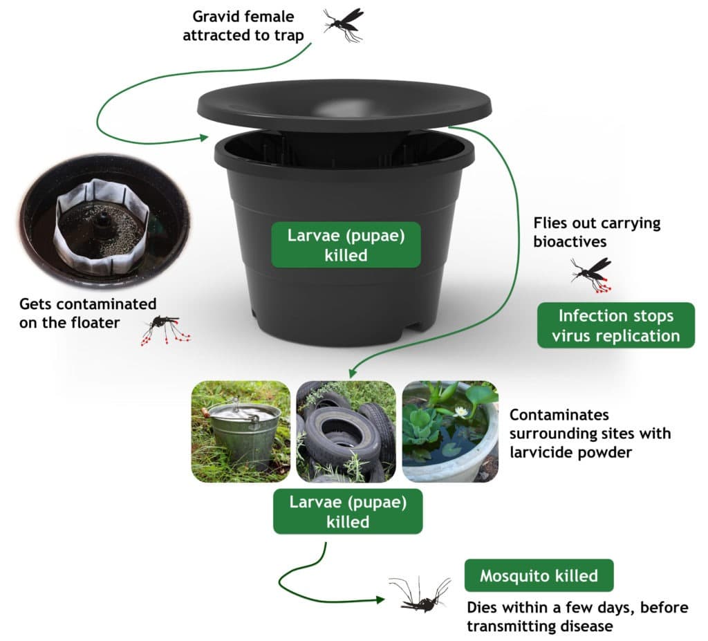 Diagram of the In2Care mosquito trap's mode of action — a gravid female is attracted to the trap, gets contaminated on the floater, larvae (pupae) are killed, she flies out carrying bioactives that contaminate surrounding breeding sites with larvicide powder, and the mosquito dies within a few days before transmitting disease
