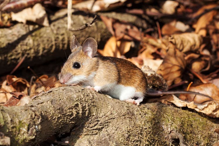 Mouse in woods
