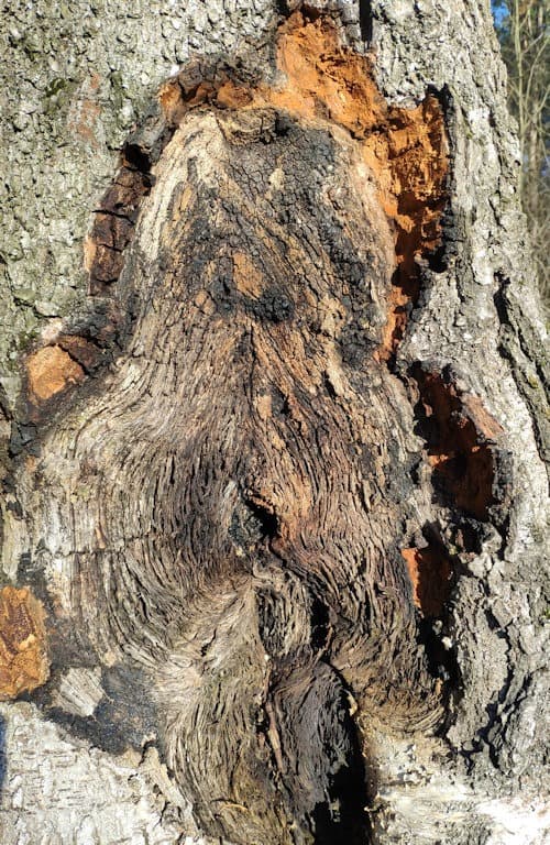 Oak Wilt Disease