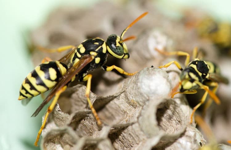 Paper Wasp