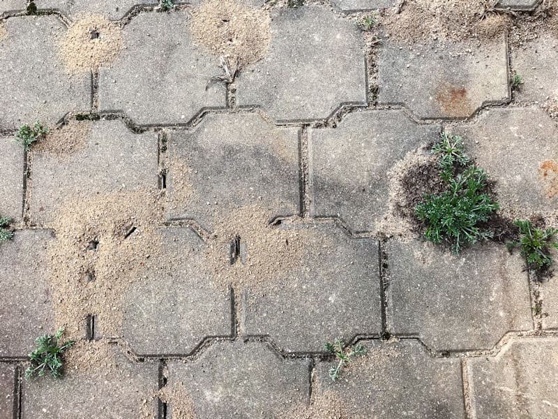 Pavement Ants