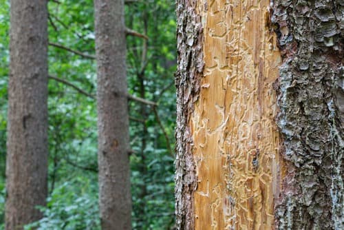 Pine Bark Beetle