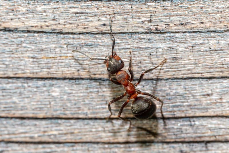 Red Ant