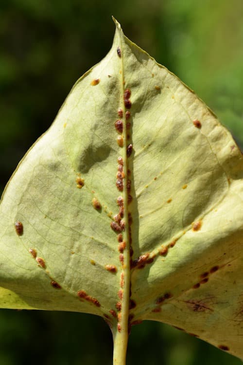 Scale Insects