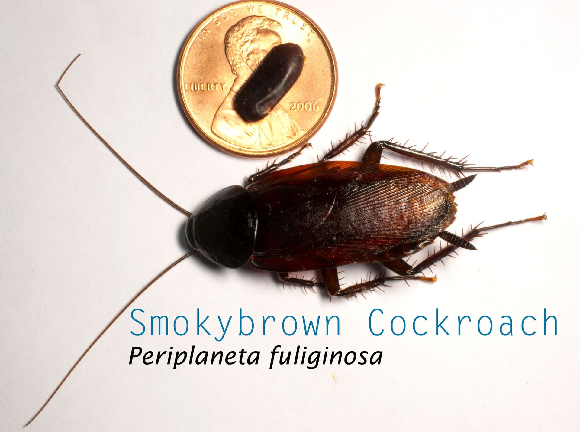 Smokybrown cockroach