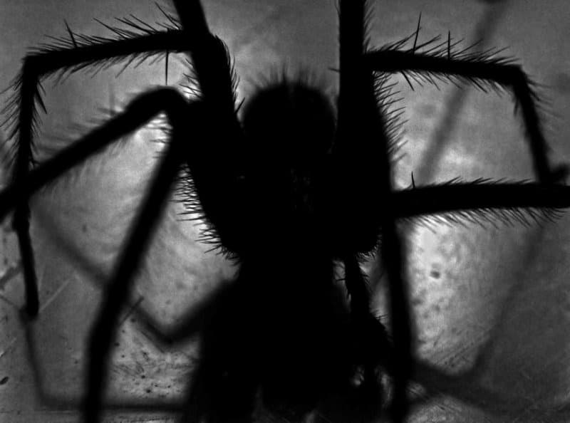 Spiders